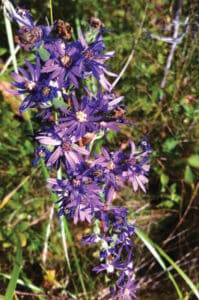 purple flower | Nantucket, MA