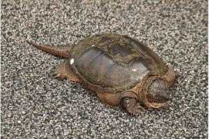 Snapping Turtle | Nantucket, MA
