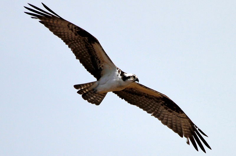 Fish Hawks | Nantucket, MA