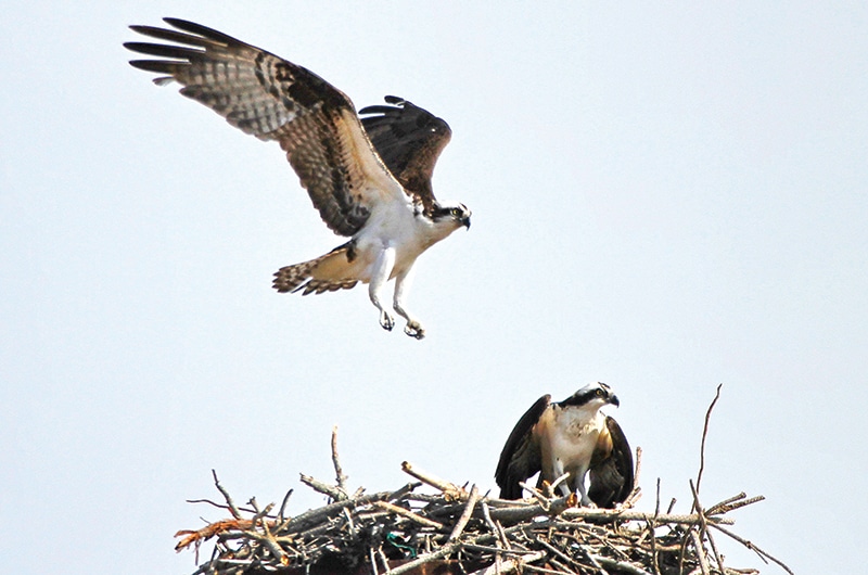 Fish Hawks | Nantucket, MA