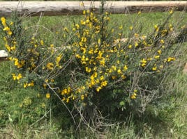 Scotch Broom | Nantucket, MA