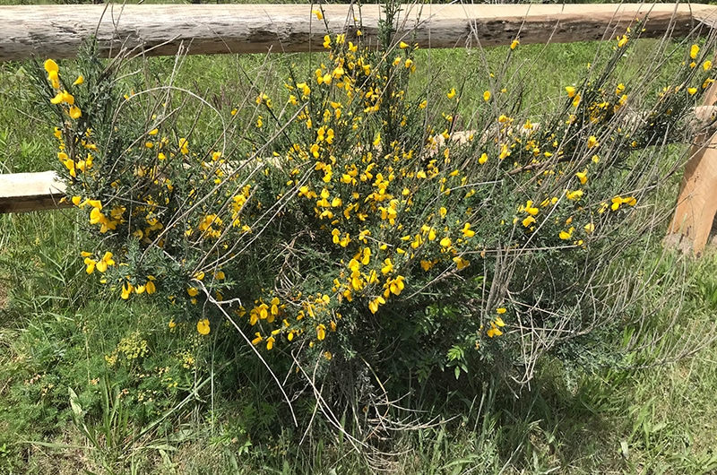 Scotch Broom | Nantucket, MA