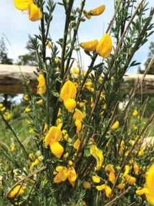 Scotch Broom | Nantucket, MA