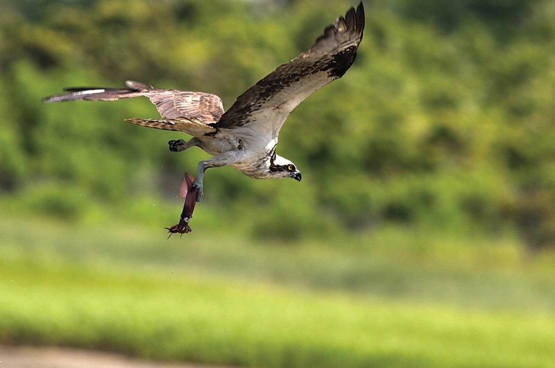 Fish Hawks | Nantucket, MA