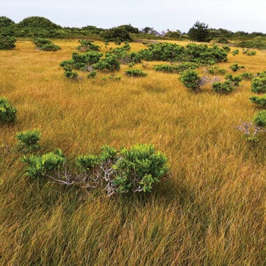 Sandplain Grasslands | Nantucket, MA
