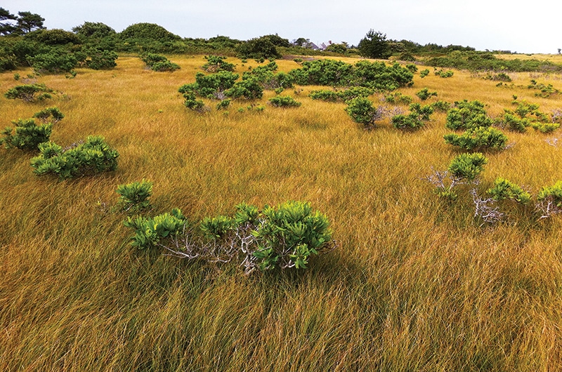 Sandplain Grasslands | Nantucket, MA