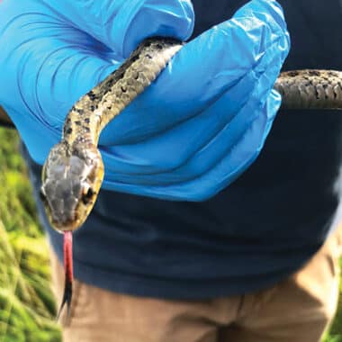 Garter snake | Nantucket, MA
