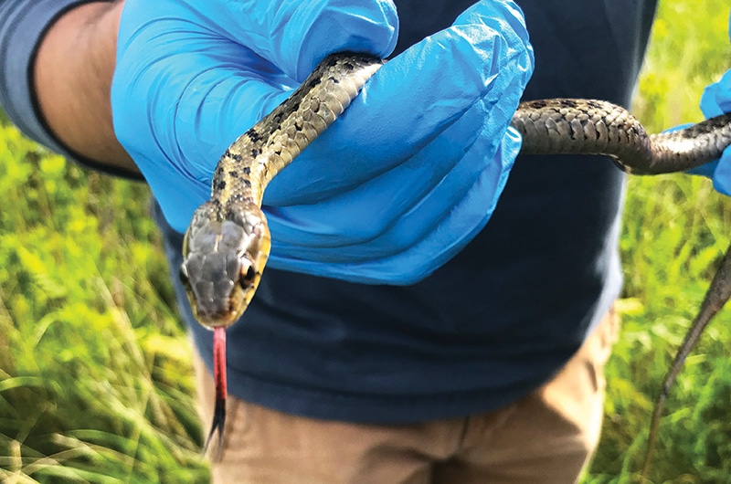 Garter snake | Nantucket, MA