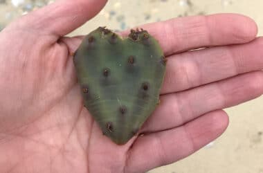 The eastern prickly pear cactus | Nantucket, MA
