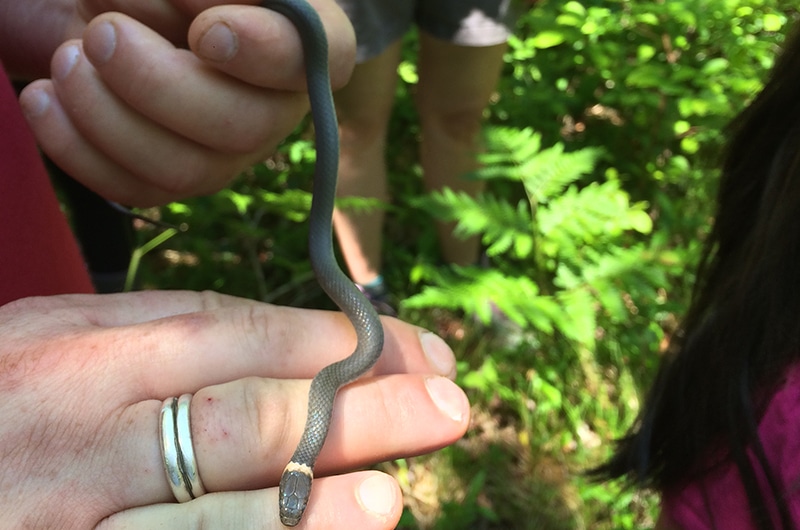 Ring neck snake | Nantucket, MA