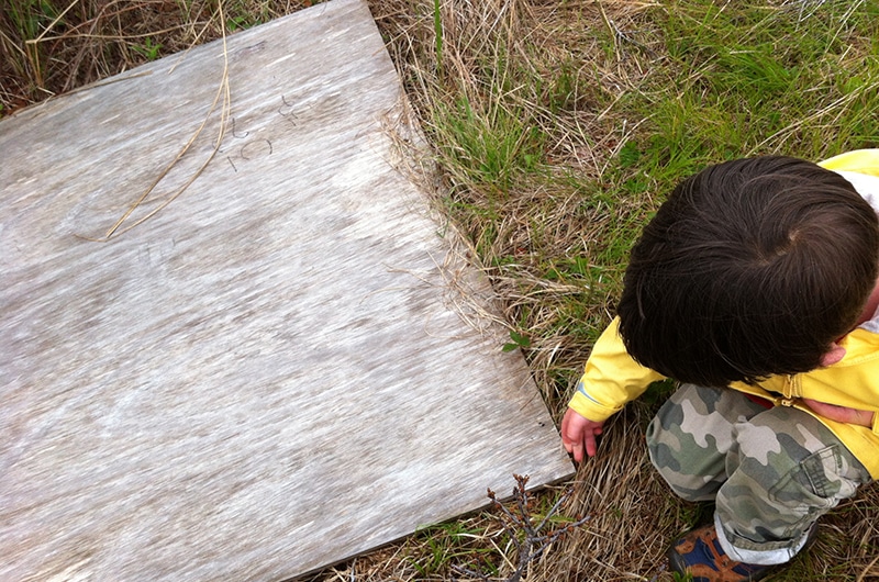 snake board | Nantucket, MA