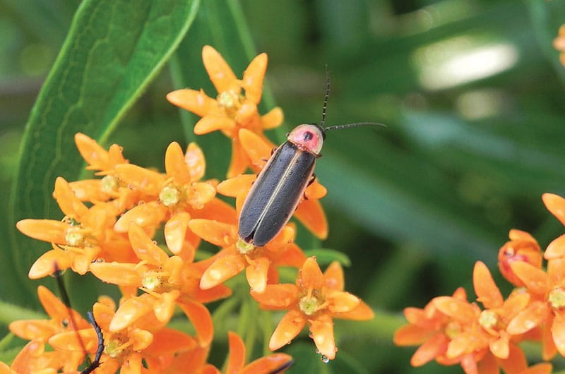 Firefly | Nantucket, MA