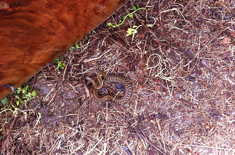 Garter snake | Nantucket, MA