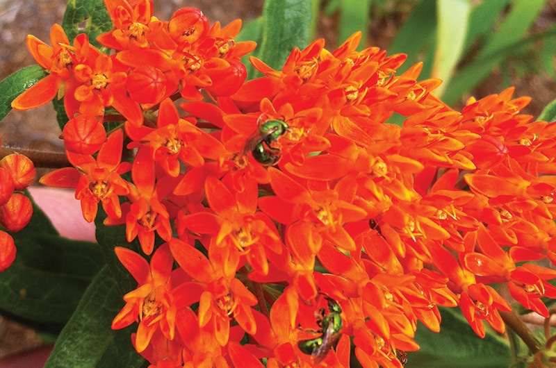 pollinators | Nantucket, MA