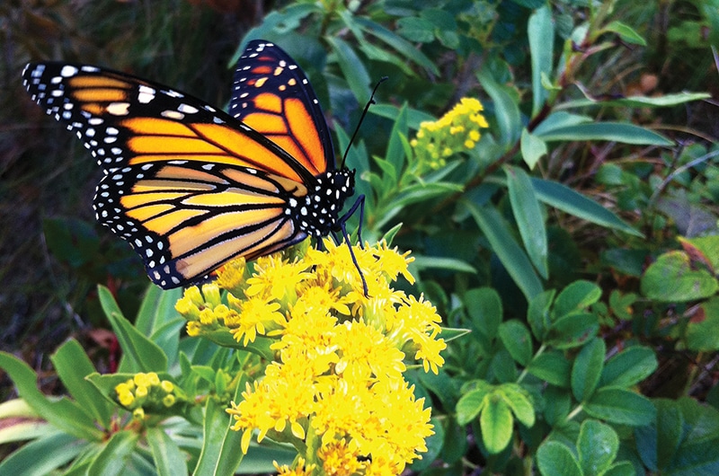 pollinators | Nantucket, MA