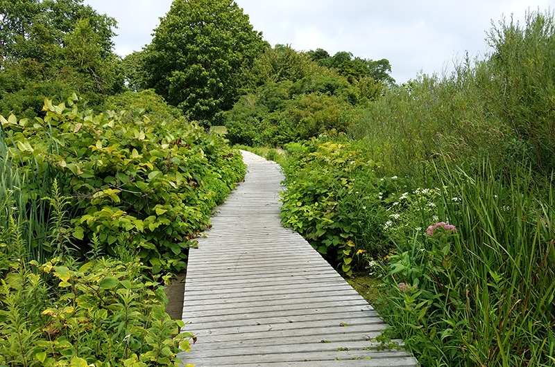 lily pond | Nantucket, MA