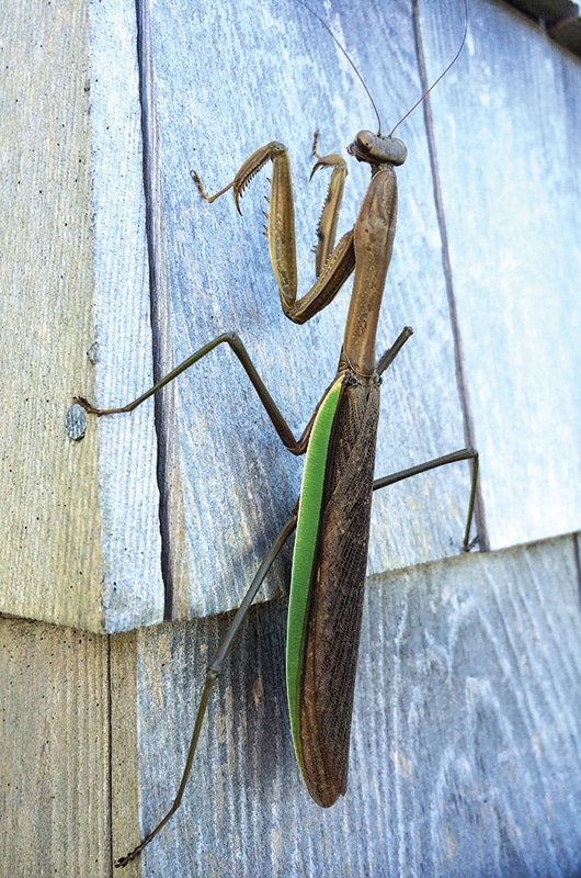 Mantid | Nantucket, MA