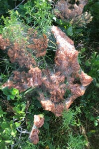 Fall webworm | Nantucket, MA