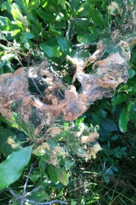 Fall webworm | Nantucket, MA