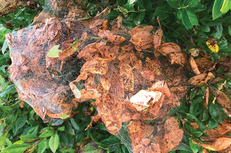 Fall webworm | Nantucket, MA