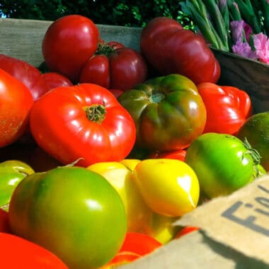 Tomatoes | Nantucket, MA