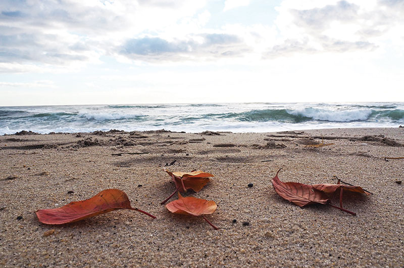 beach leaves | Nantucket, MA