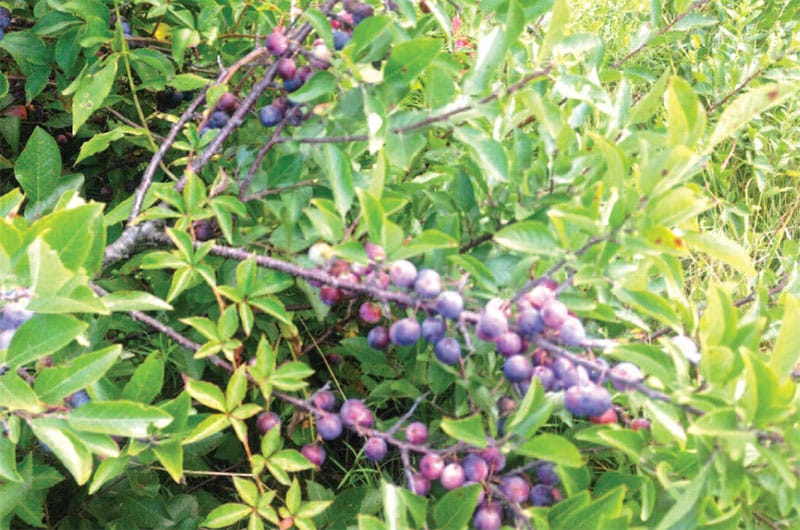 Beach Plums | Nantucket, MA