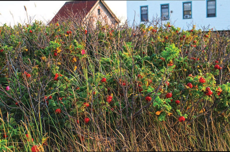 rosehips | Nantucket, MA