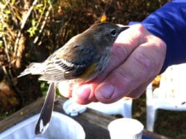Citizen Science Weekend | Nantucket, MA