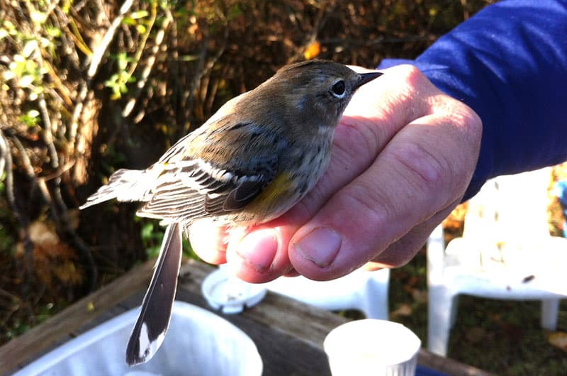 Citizen Science Weekend | Nantucket, MA