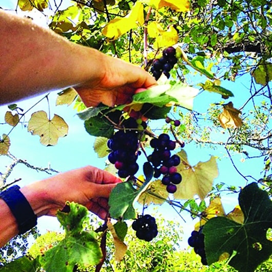 fox grapes | Nantucket, MA