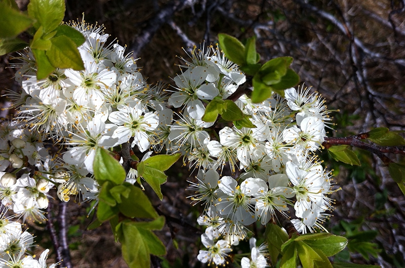 Beach Plum | Nantucket, MA