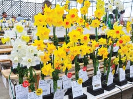 Daffodil Festival | Nantucket, MA