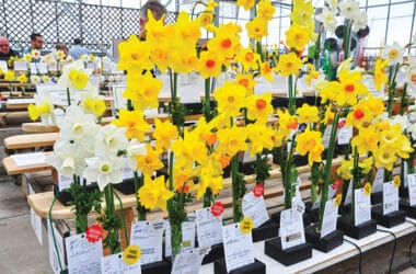 Daffodil Festival | Nantucket, MA