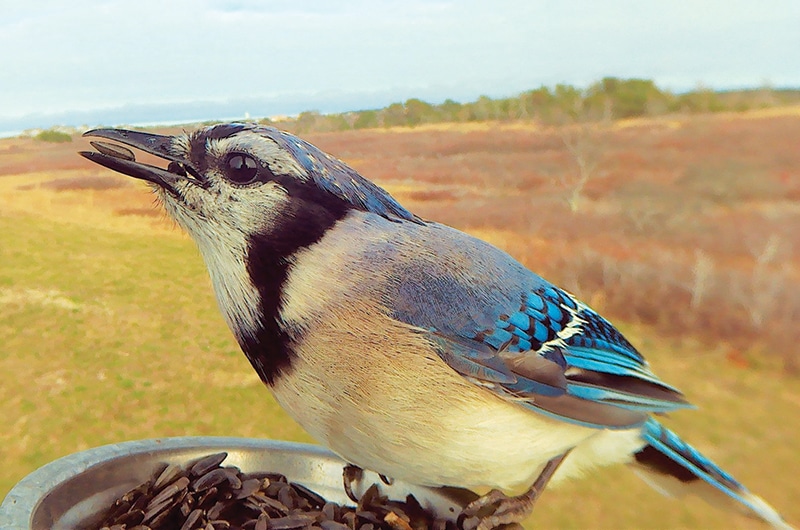 Blue jay | Nantucket, MA