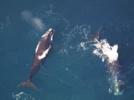 Whales | Nantucket, MA
