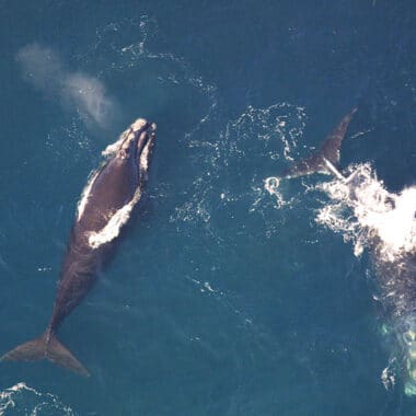 Whales | Nantucket, MA