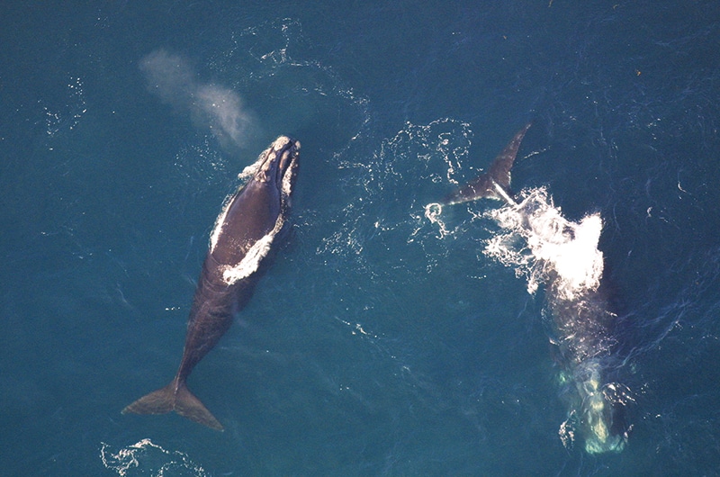 Whales | Nantucket, MA