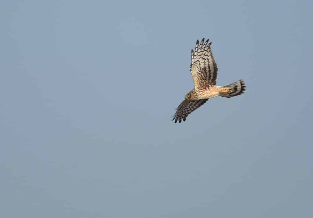 Northern Harrier | Nantucket, MA