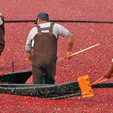 Cranberry Harvest | Nantucket, MA