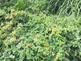 honeysuckle | Nantucket, MA