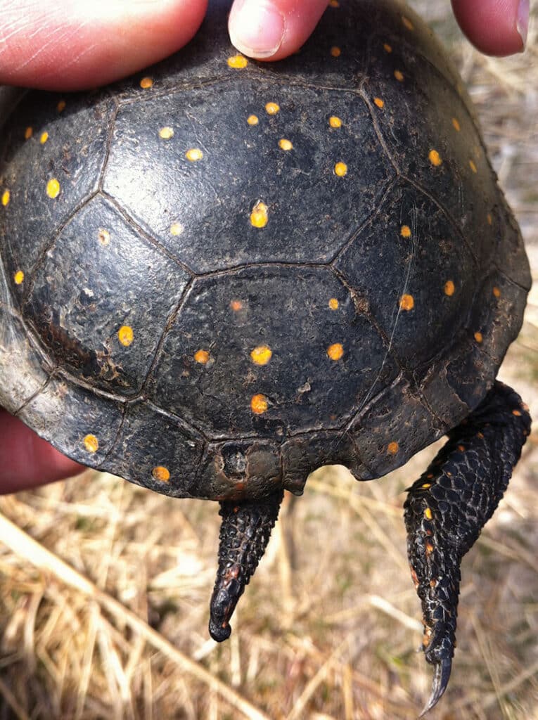 Spotted Turtles of Springtime - Yesterdays Island, Todays Nantucket