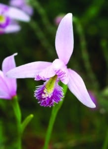 Rose Pogonia 
photo by Orchi / CC BY-SA