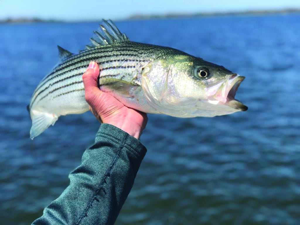 The TOP #5 BEST - STRIPED BASS & BLUEFISH FALL - SURF FISHING