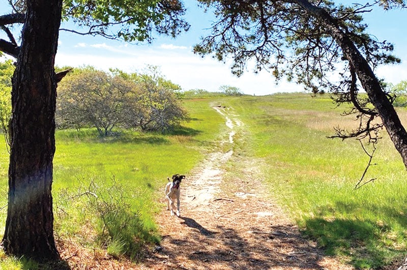 Sanford Farm | Nantucket, MA