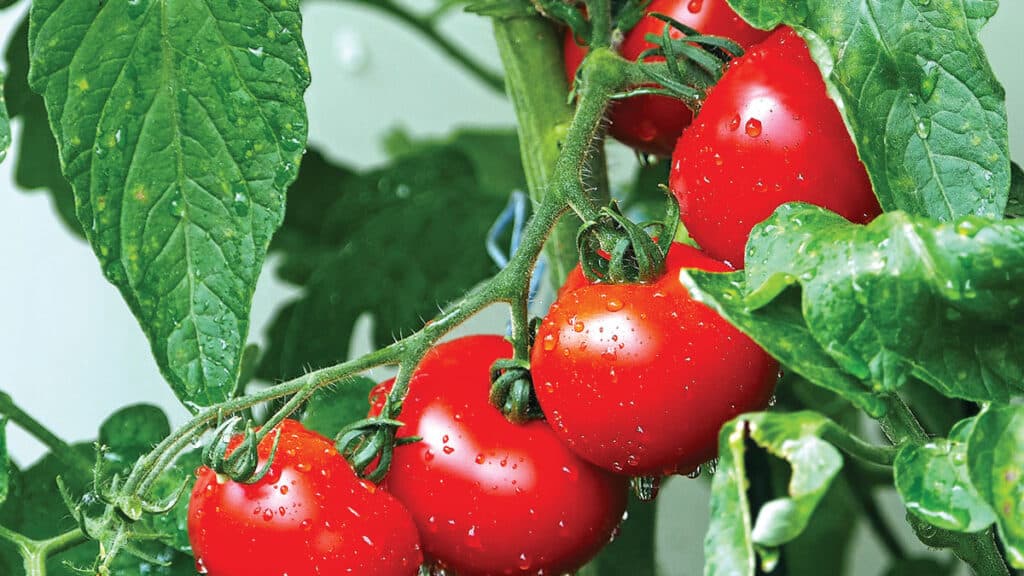 tomatoes | Nantucket, MA