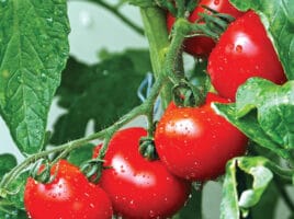 tomatoes | Nantucket, MA