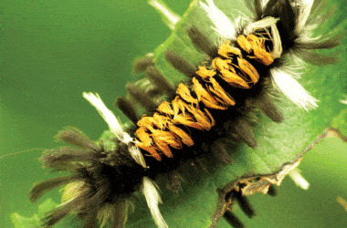 Milkweed Tussock Moth Caterpillar | Nantucket, MA