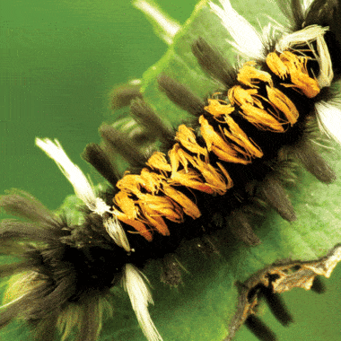 Milkweed Tussock Moth Caterpillar | Nantucket, MA