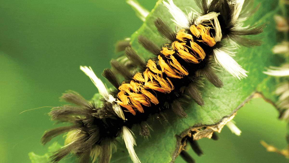 Milkweed Tussock Moth Caterpillar | Nantucket, MA